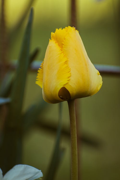 A yellow tulip is shown in this photo