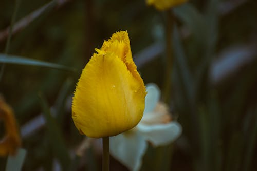 açık hava, alan, ampul içeren Ücretsiz stok fotoğraf