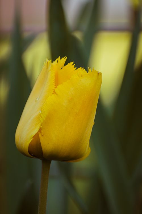 Free Close-up of a vibrant yellow tulip blooming in a lush green garden, showcasing nature's beauty. Stock Photo