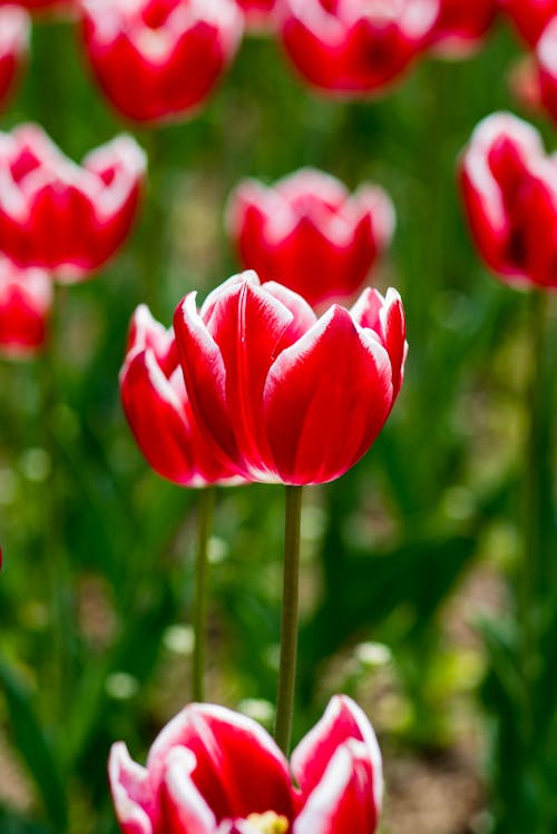 Close up of Red Tulips