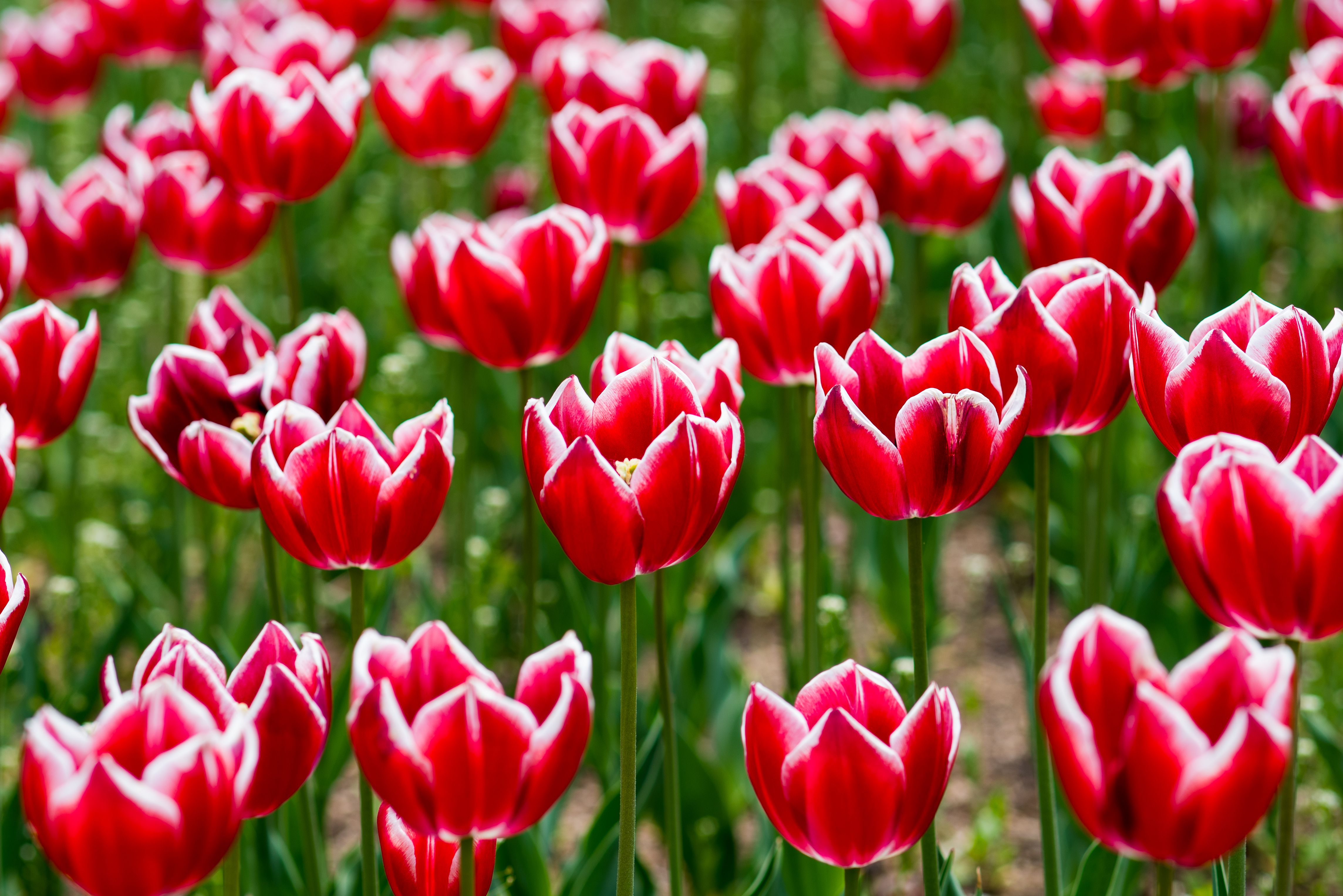 Tulip Festival vendors and flower beds in Washington Park on a sunny Mother's Day weekend