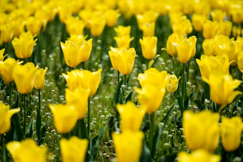 Close up of Yellow Tulips