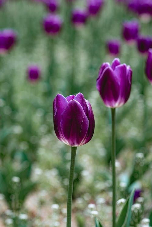 Close up of Purple Tulips