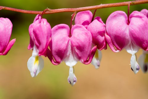 Close up of a Blossom