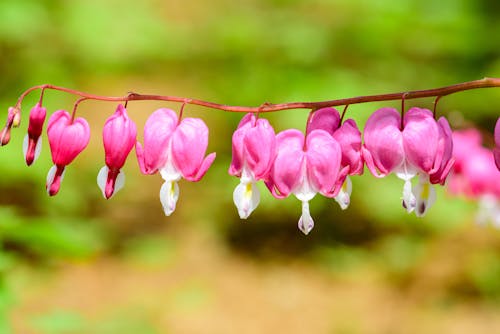 Close-up of a Bleeding Heart Flower