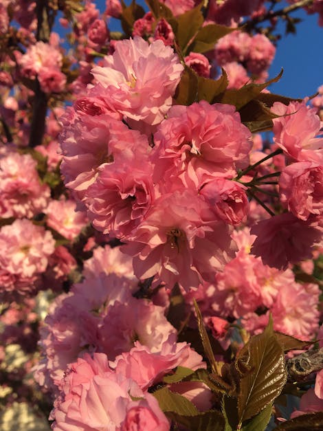 Free stock photo of 004, cherry blossom