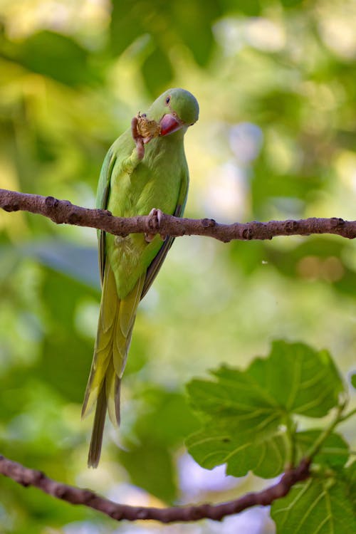 A green parrot sitting on a branch eating a seed