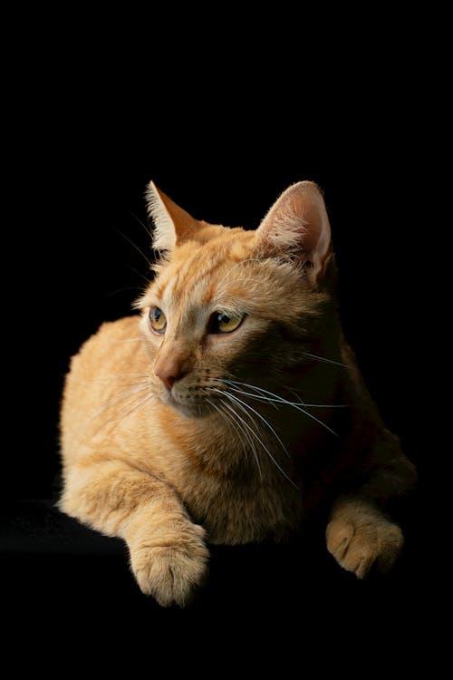 Gratis lagerfoto af ingefær kat, kat scan, katte