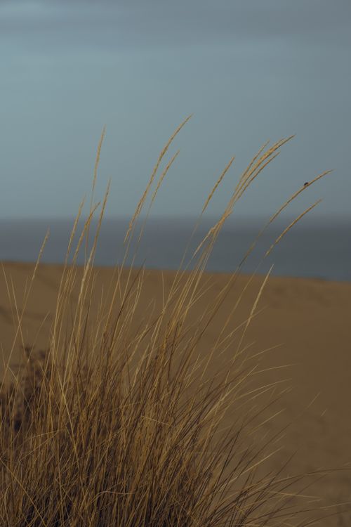Free Close-up of grass against a sandy beach and ocean backdrop during sunset. Stock Photo