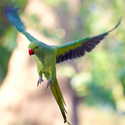 A green parrot flying in the air with its wings spread