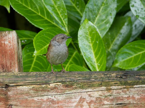 Small Dunnock Bird