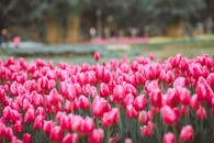 宁静田野上盛开的粉红色郁金香象征着充满活力的春天之美