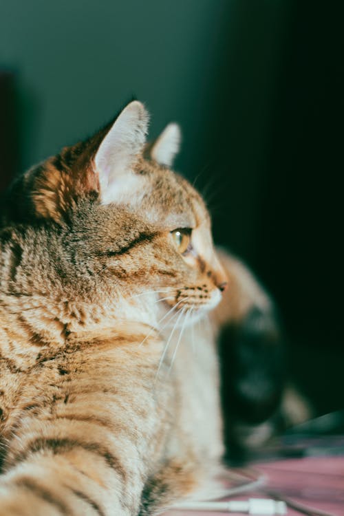 Fotos de stock gratuitas de atigrado, fondo de pantalla para el móvil, fotografía de animales