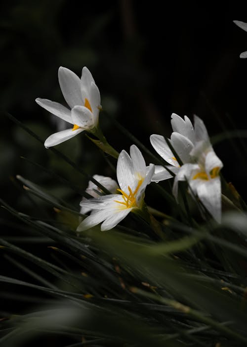 Immagine gratuita di crescita, delicato, fiori