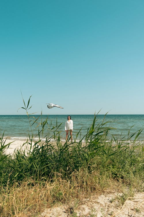 Bird Flying and Person Standing on Beach