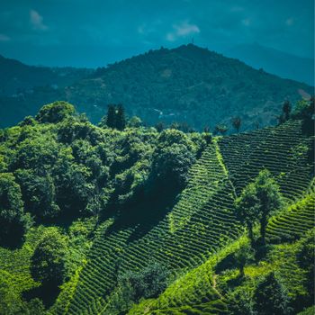 Darjeeling