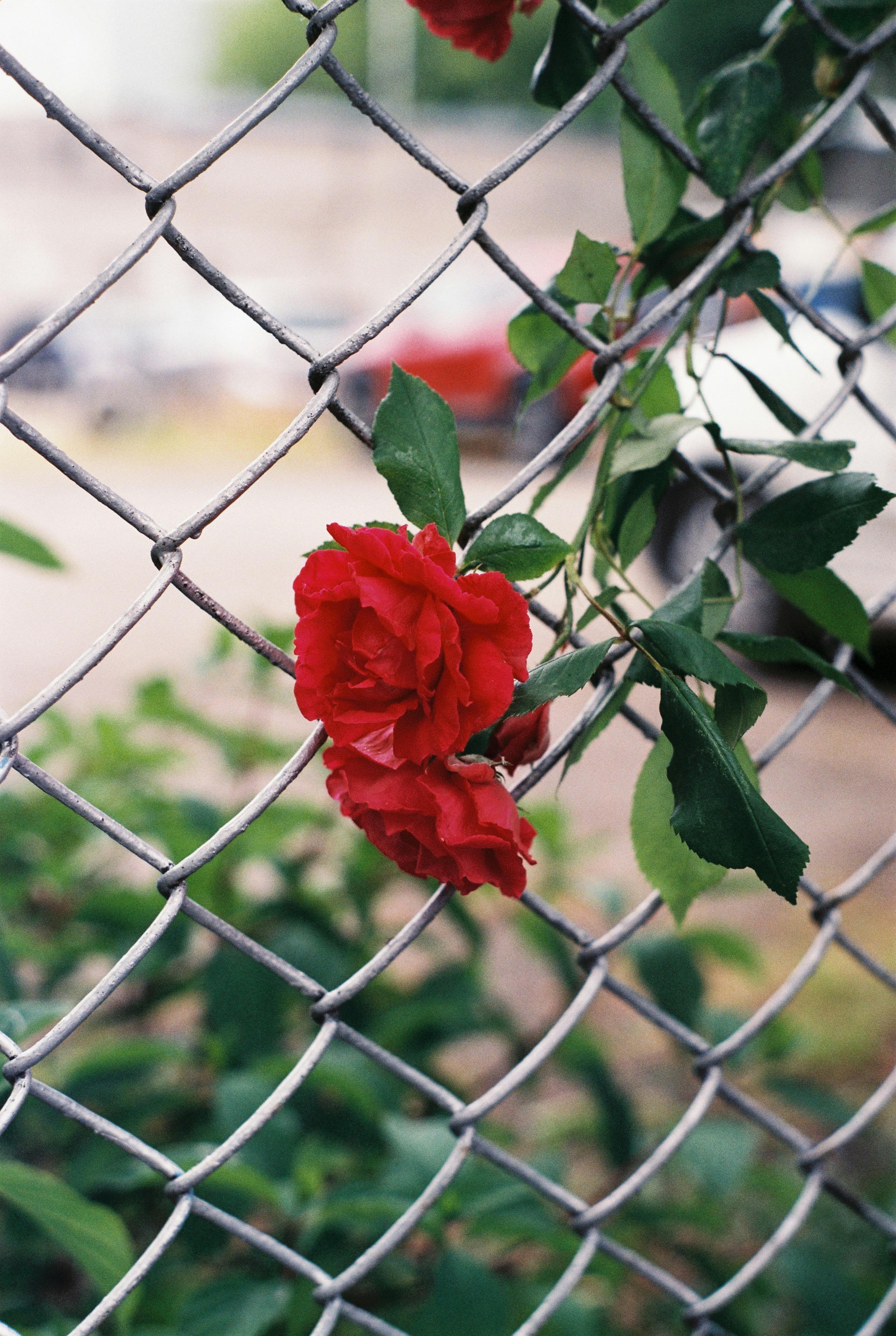 Close-up of red roses intertwined with a chain link fence in a garden setting.