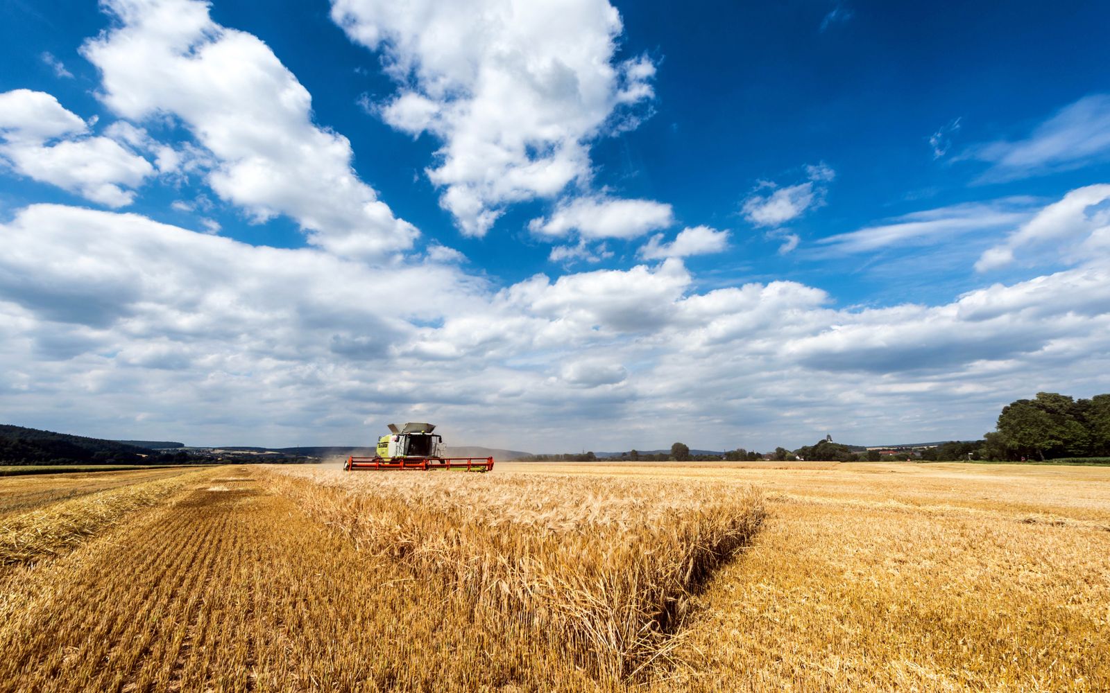A combine harvester working across a wide wheat field under a clear sky.