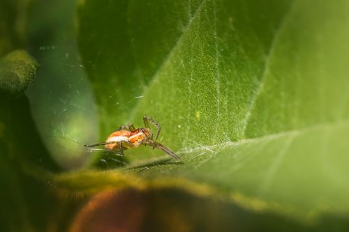 Free Detailed image of a spider weaving a web on a vibrant green leaf. Stock Photo