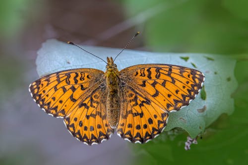 Kostnadsfri bild av blad, djurfotografi, fjäril