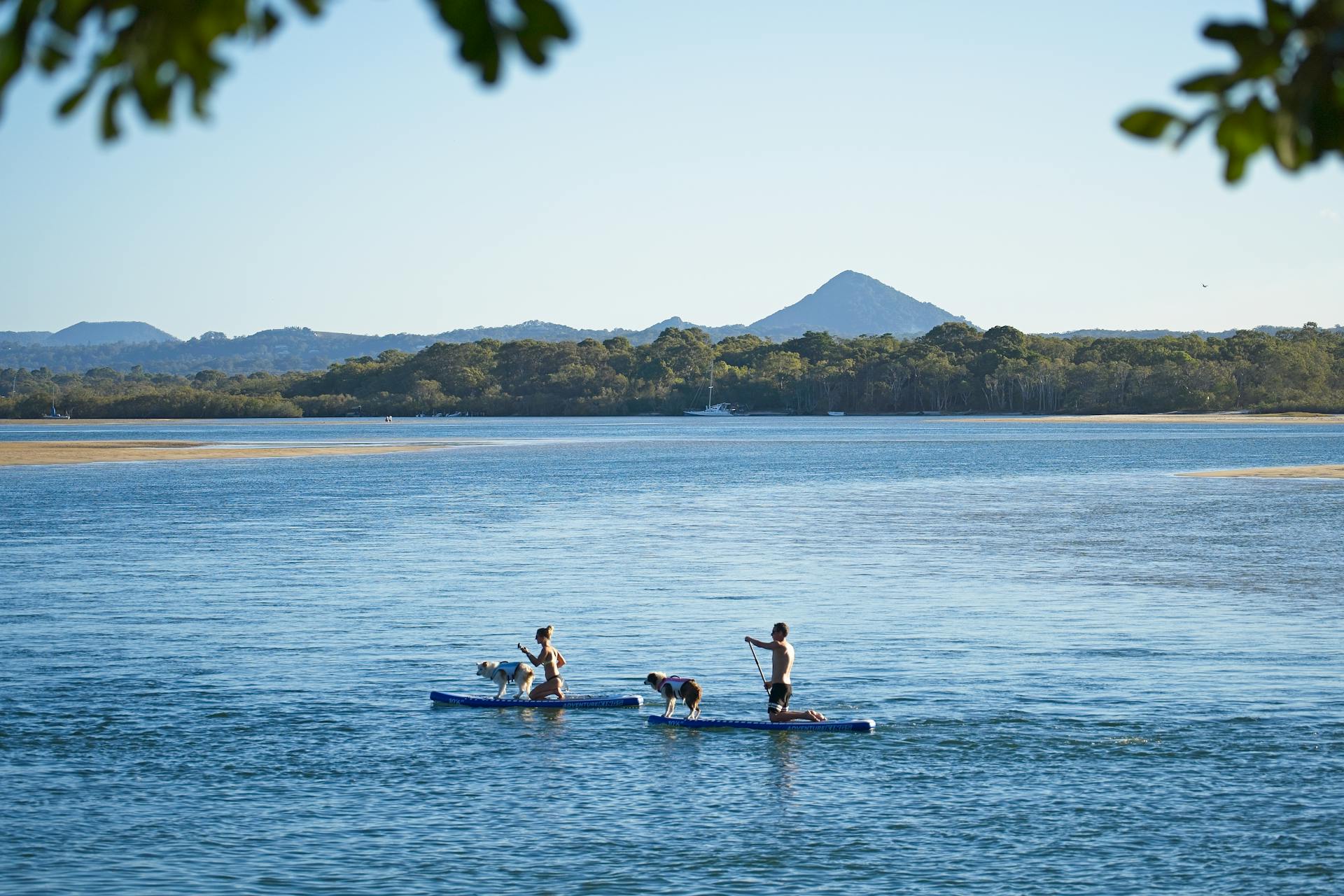 Even dogs can paddleboard