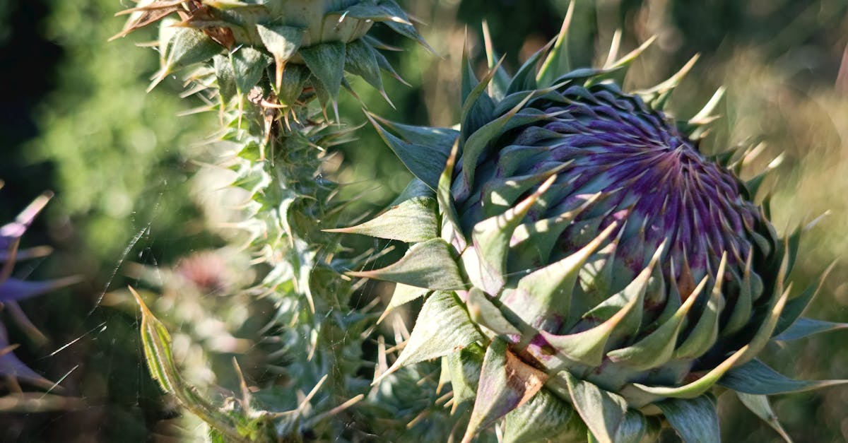 Close up of Cardoon Flowers · Free Stock Photo