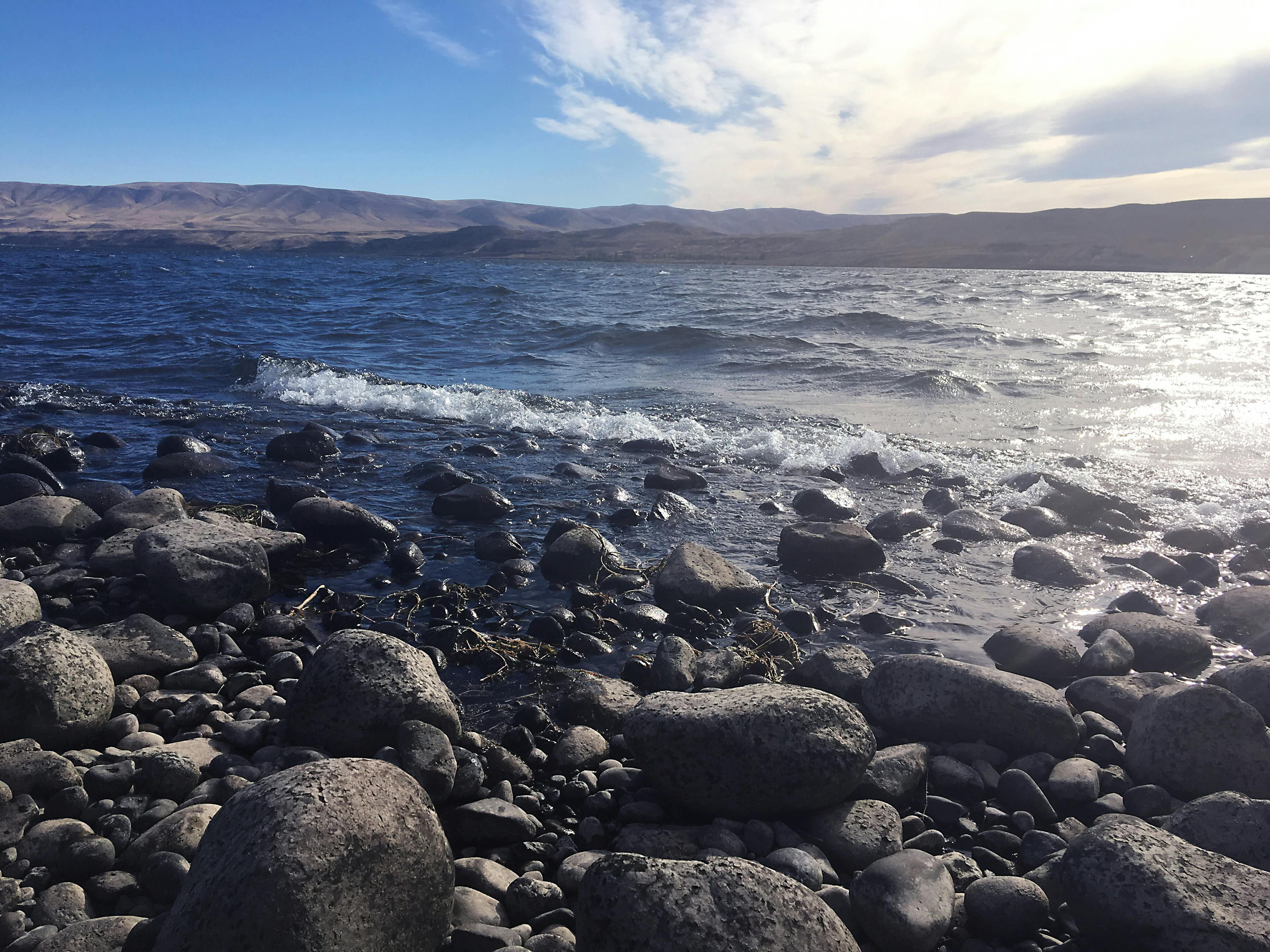 Free stock photo of cotton field