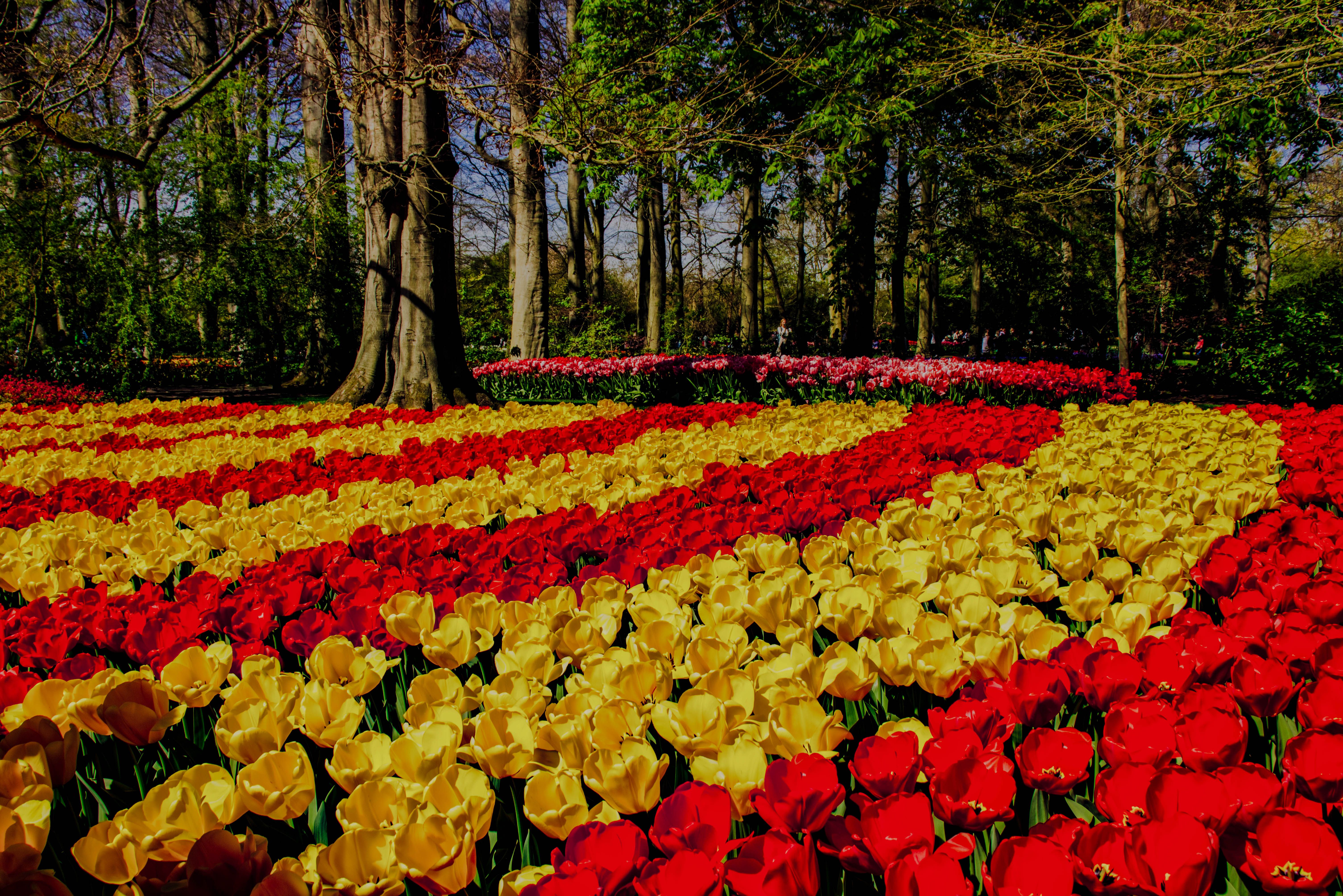 Lush park landscape with vibrant red and yellow tulips in bloom, perfect for spring inspiration.