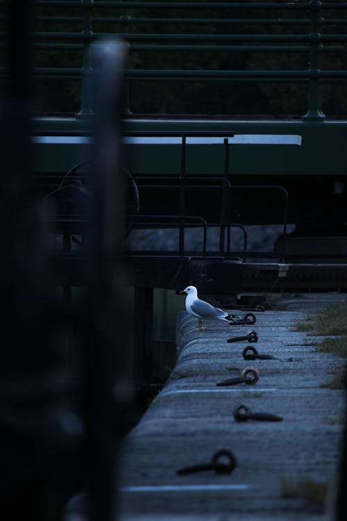 Kostnadsfri bild av djurfotografi, fågel, fiskmås