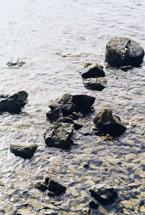 Free A serene view of ripples over rocks in shallow water, capturing nature's tranquility. Stock Photo