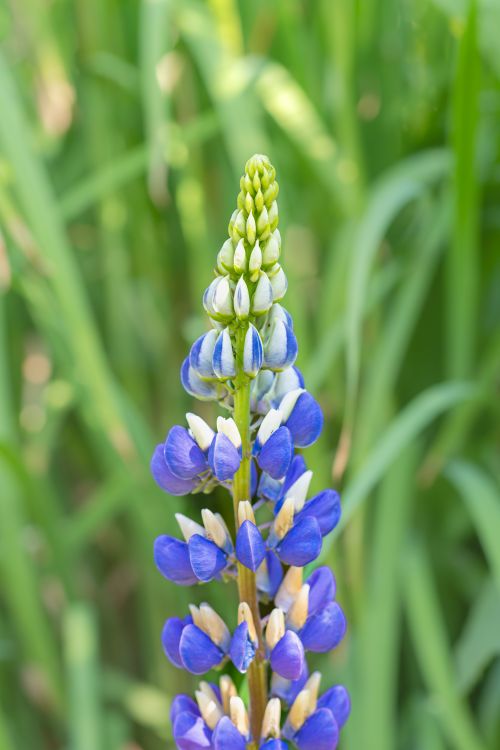 Free Close-up of a vibrant blue lupine flower blooming in a lush green meadow. Stock Photo