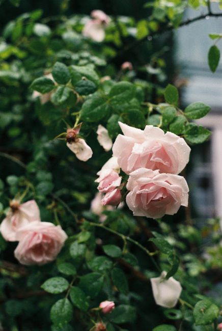 Beautiful pink roses with raindrops, capturing nature's freshness in a garden setting.