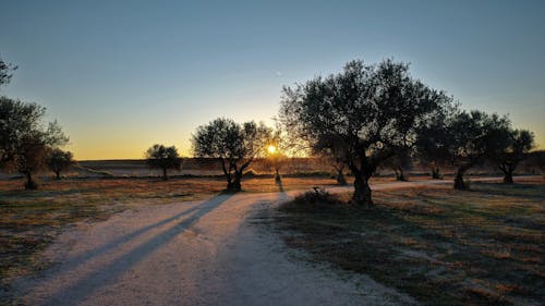 gün batımı, zeytin ağaçları içeren Ücretsiz stok fotoğraf