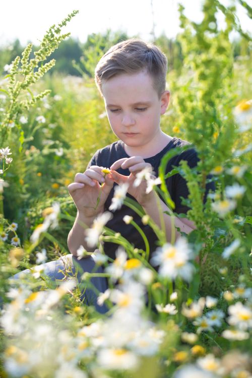 Free Child in rural meadow picking flowers on a sunny summer day. Stock Photo