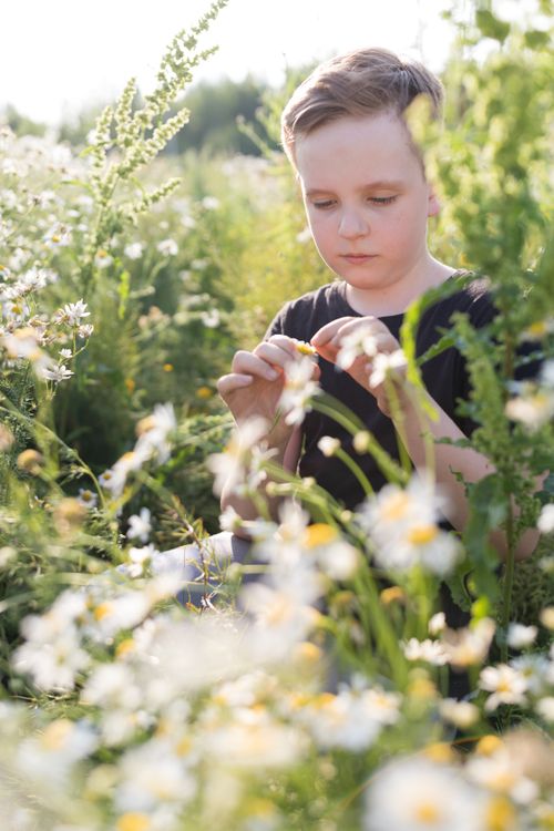 Free Young boy sits amidst wildflowers, experiencing nature and summer sunlight. Stock Photo