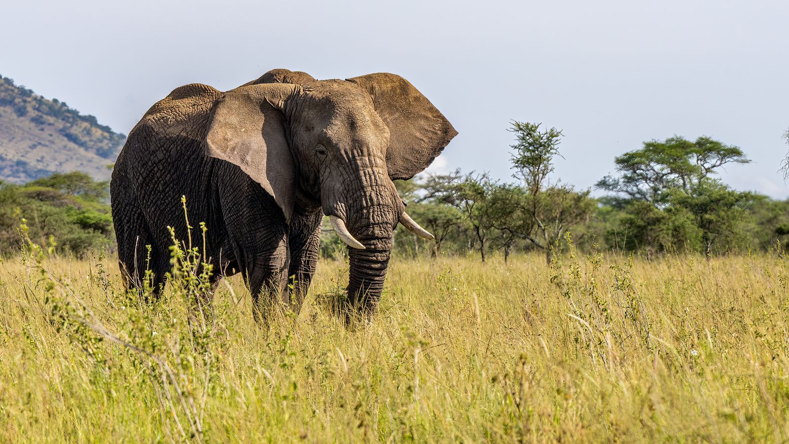 Elephant In Field An Elephant Walking on a Grass Field · Free Stock Photo