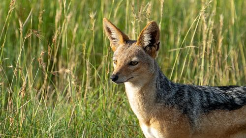 Free Close-up of a golden jackal standing alert in tall green grass, showcasing wildlife in nature. Stock Photo