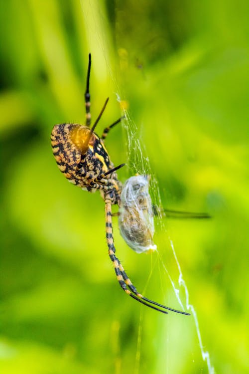 Δωρεάν στοκ φωτογραφιών με αράχνη, επιλεκτική εστίαση, ιστός αράχνης