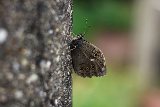 A close-up shot of a Northern Wall Brown butterfly resting on tree bark with blurred green background.