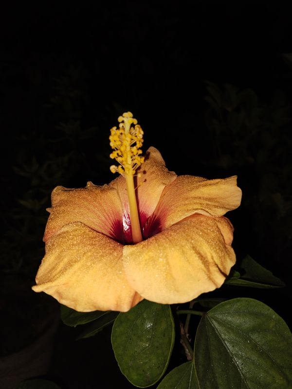 Vibrant Yellow Hibiscus in Bloom Outdoors · Free Stock Photo