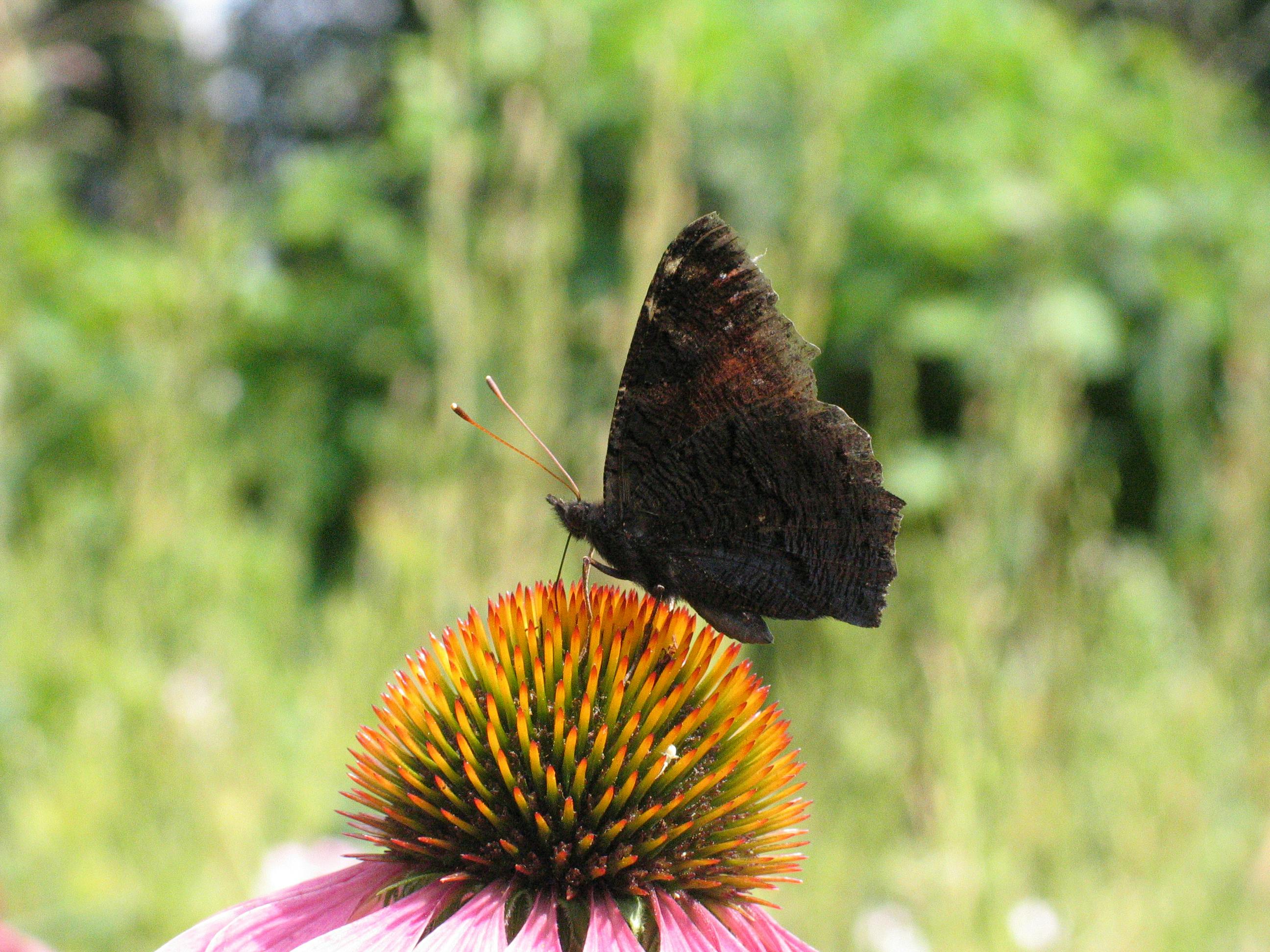 a butterfly on a flower