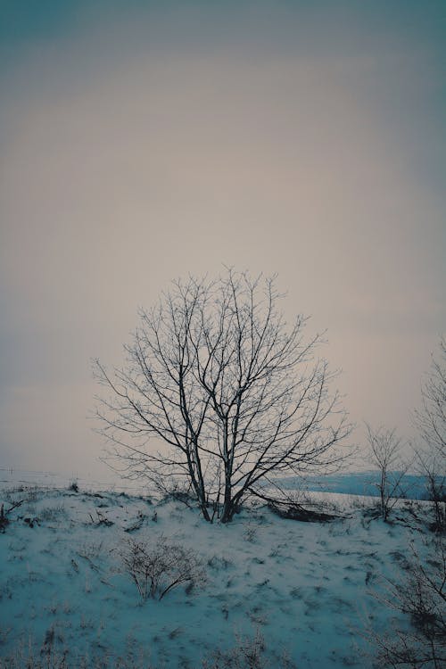 Kostenloses Stock Foto zu außerorts, baum, schnee