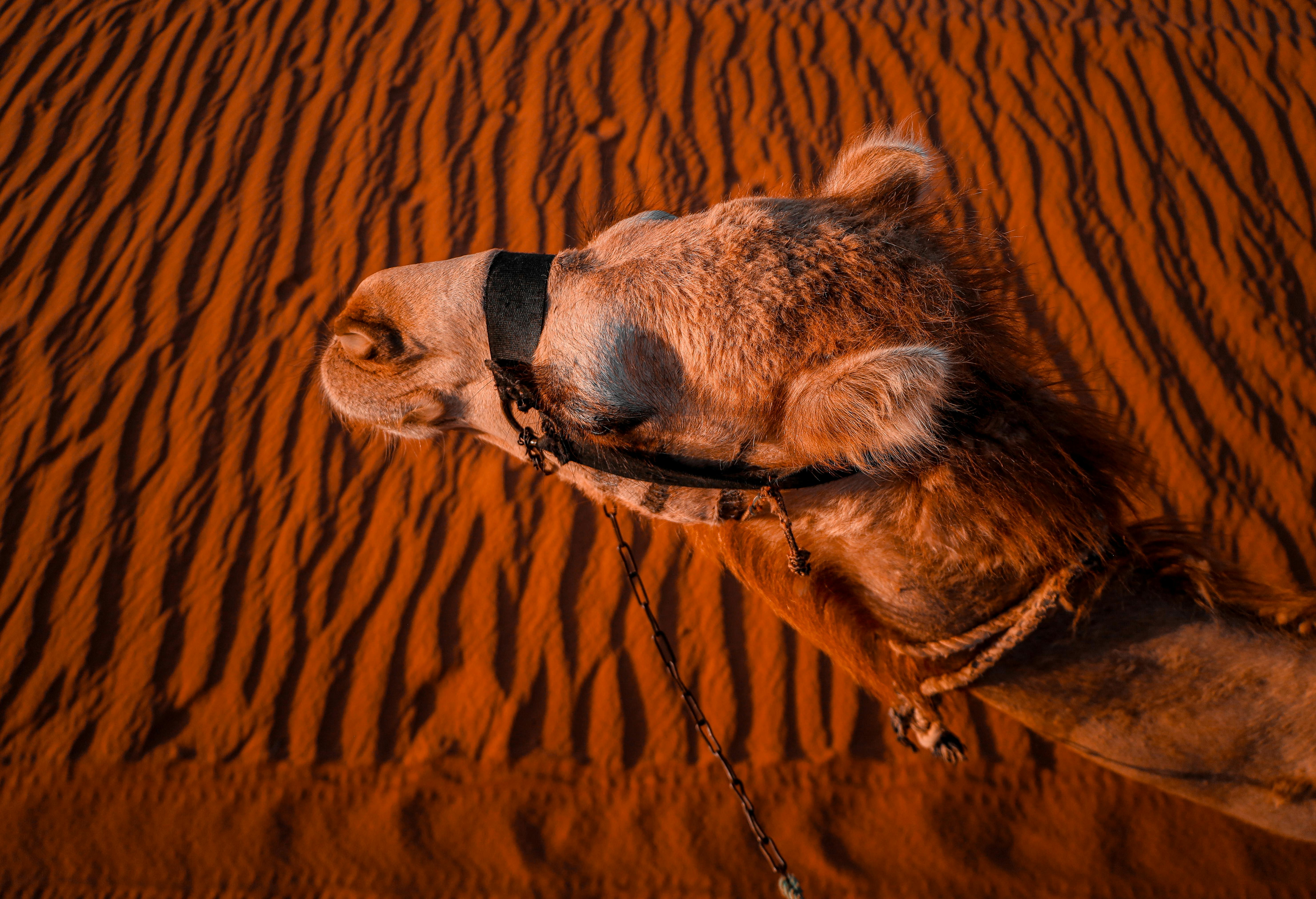 A camel in the Wadi Rum desert captured in a striking close-up with textured sand dunes. - Aqaba