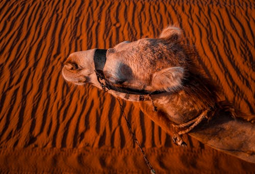 Foto profissional grátis de areia, cabeça, camelo