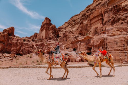 Foto d'estoc gratuïta de animals, àrid, calor