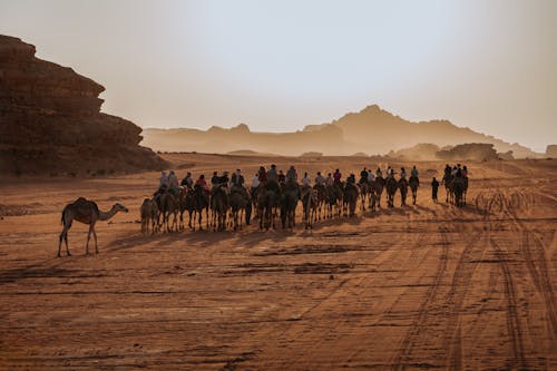Camels Caravan on Desert at Sunset