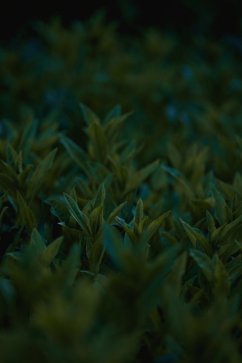 Free Moody, dark-green foliage with soft lighting for a nature-inspired wallpaper. Stock Photo