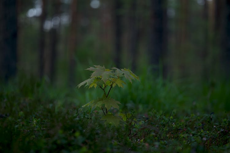 Young Tree In Forest