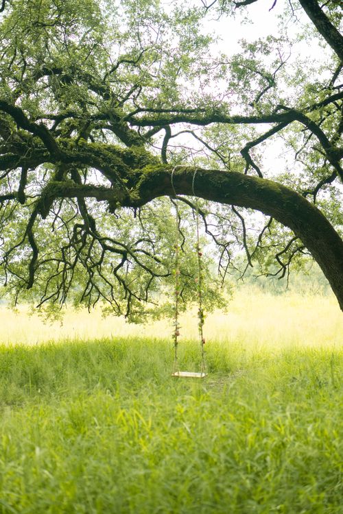 Free A peaceful swing hangs from a large tree in a vibrant green countryside setting. Stock Photo