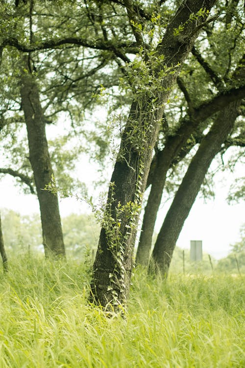 Photos gratuites de arbres, branches, campagne